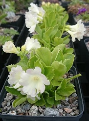 Primula hazels white (x pubescens) - 8cm pot 